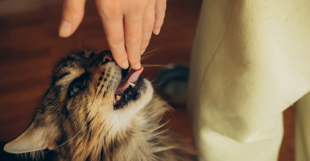 Doctor issues urgent warning over common hair product that could kill your dog or cat with one lick