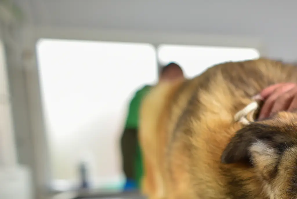 Travelers warned as mom dies of rabies after being scratched by stray puppy on vacation