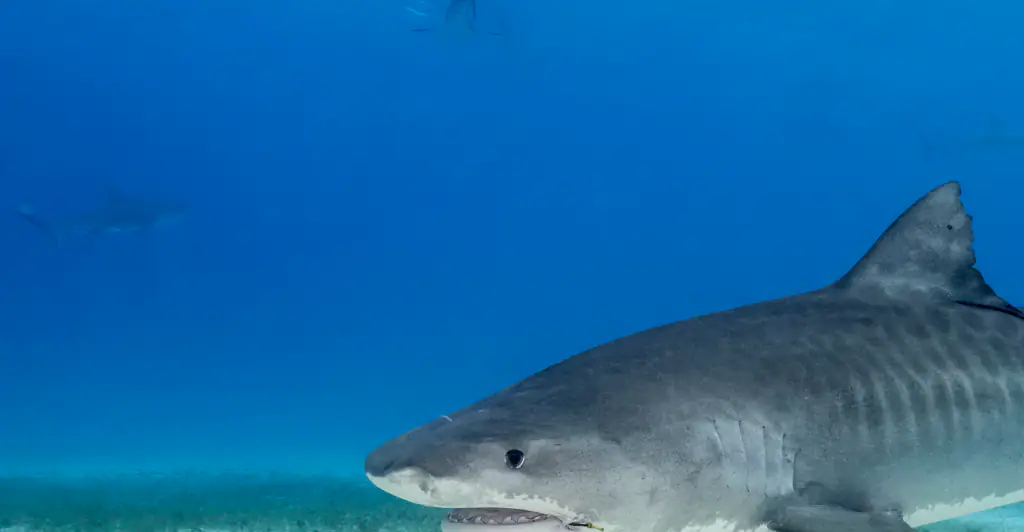 Dad shares heartbreak after son, 16, is decapitated in vicious shark attack