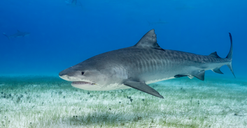 Dad shares heartbreak after son, 16, is decapitated in vicious shark attack