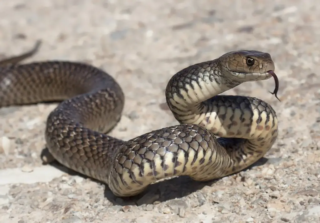 The eastern brown snake is considered one of Australia’s most venomous species. Credit: Kristian Bell / Getty