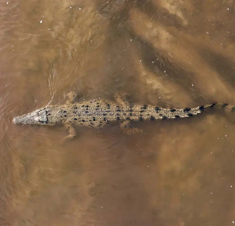 The father was attacked by a crocodile. Credit: Abstract Aerial Art / Getty