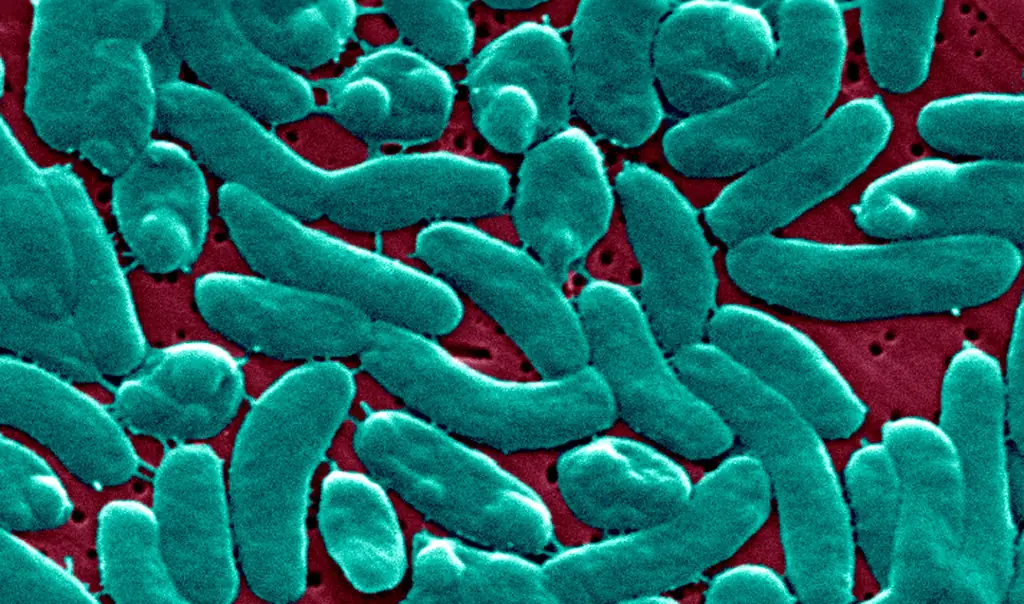 Vibrio vulnificus thrives in salt water. Credit: BSIP / Getty