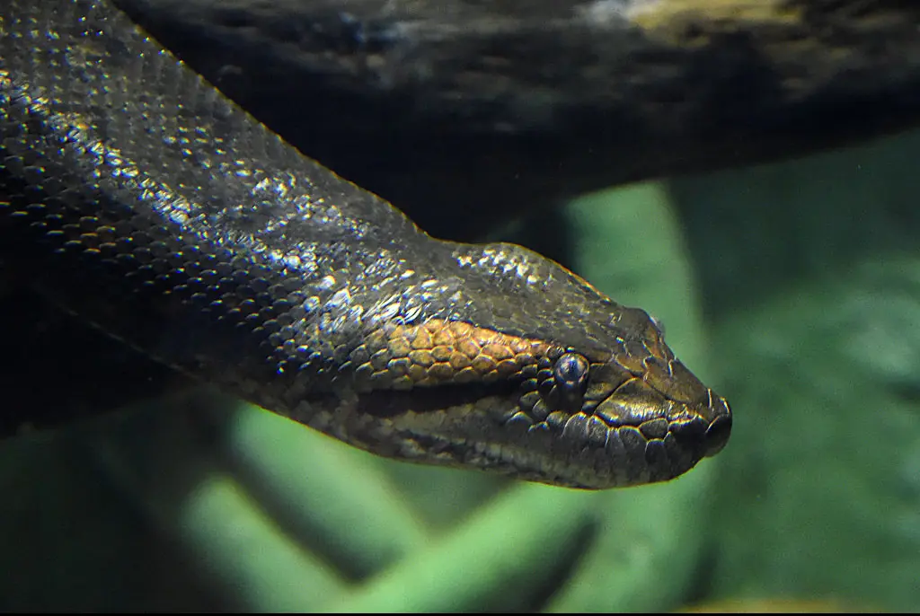 Man who tried to get eaten alive by largest snake in the world instantly regretted it