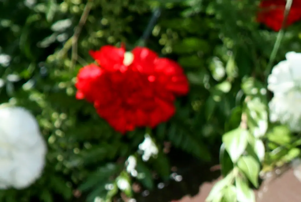 Parents in shock after ‘son who’s been dead for six months’ rings them up