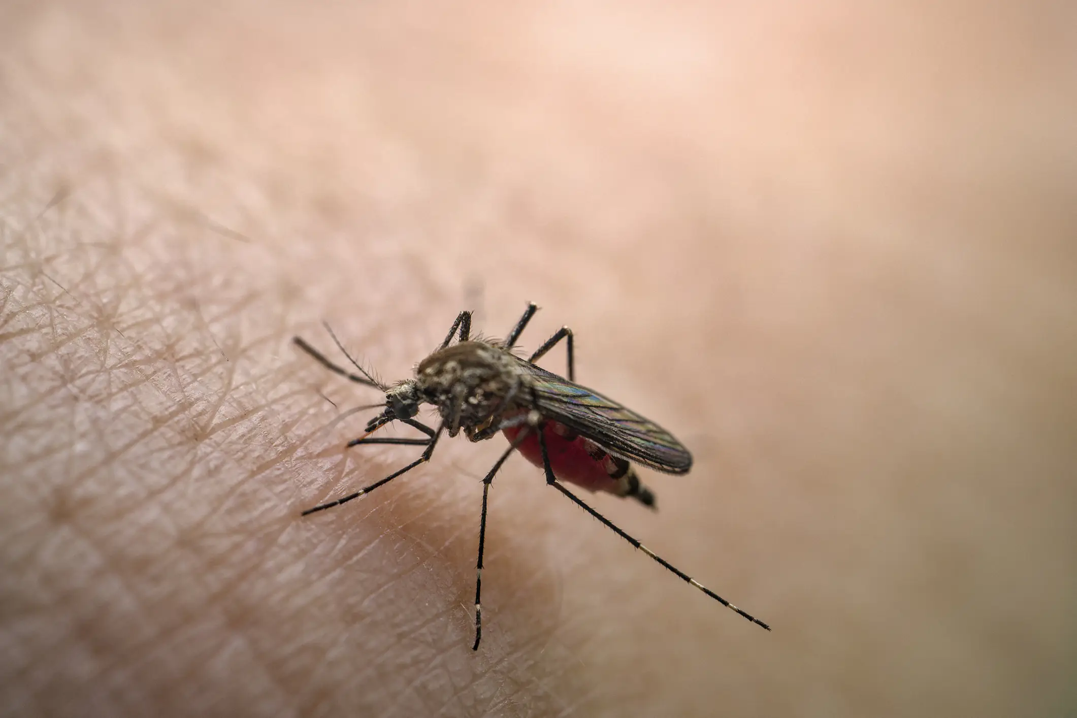 Symptoms of Chikungunya virus as China responds with 'Covid like measures'