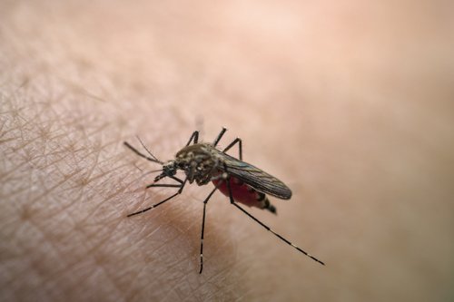 Symptoms of Chikungunya virus as China responds with 'Covid like measures'