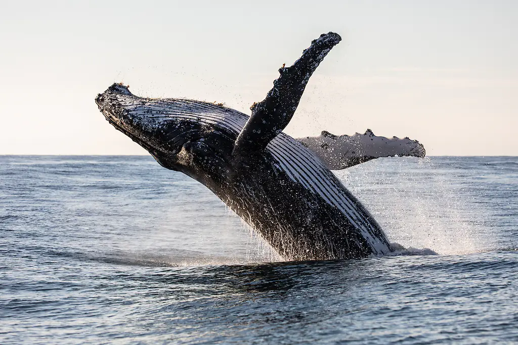 You do not want to end up inside one of these. Credit: Marnie Griffiths/Getty