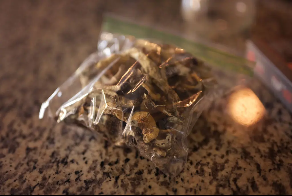 The mushrooms are illegal in most countries. Credit: Hyoung Chang/The Denver Post/Getty