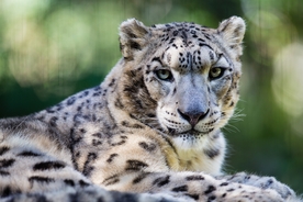 People left stumped after trying to spot the snow leopard in stunning photo: 'Do I need to get my eyes checked?'
