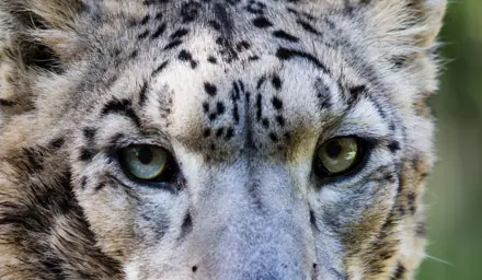 People left stumped after trying to spot the snow leopard in stunning photo: 'Do I need to get my eyes checked?'