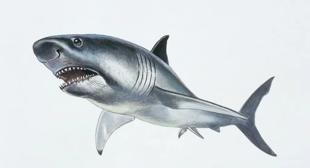 The megalodon was an ancient predator that has been extinct for around 3.6 million years. Credit:	DE AGOSTINI PICTURE LIBRARY / Getty