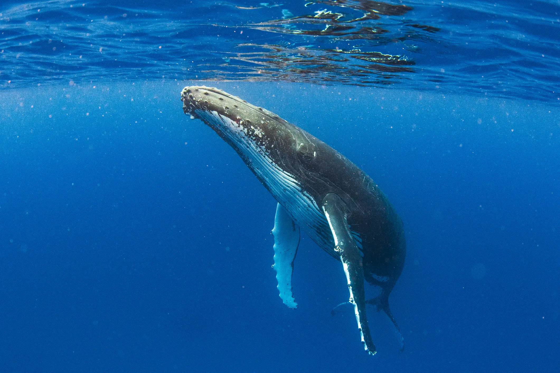  humpback whale. Credit: Philip Thurston / Getty