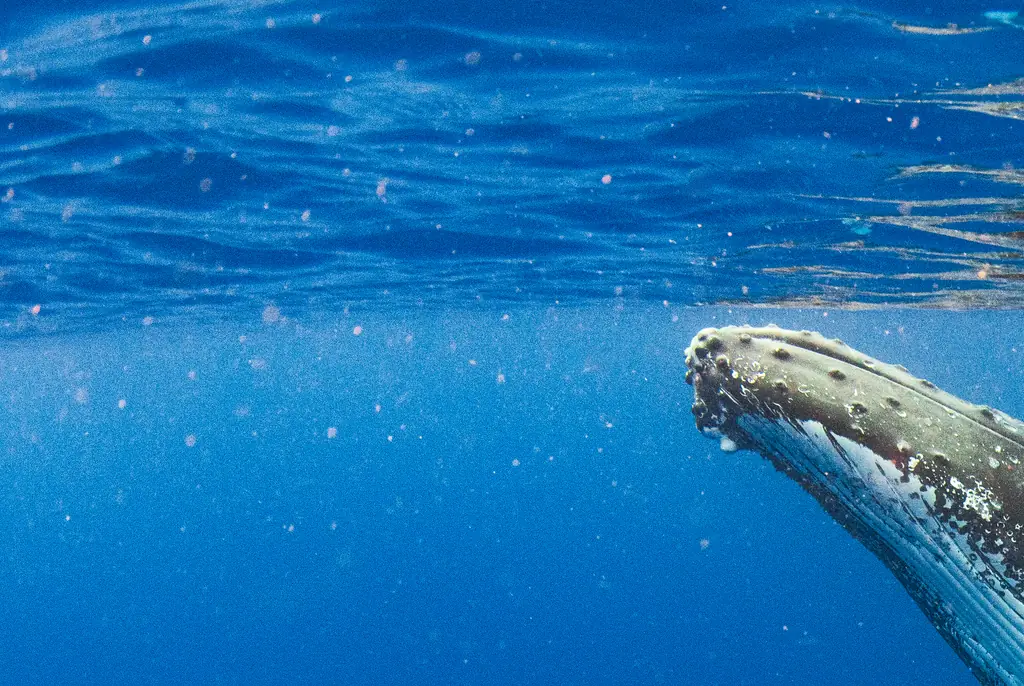  humpback whale. Credit: Philip Thurston / Getty