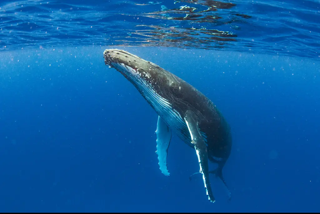  humpback whale. Credit: Philip Thurston / Getty