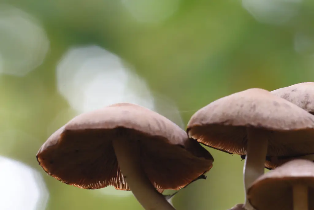 'Mass casualty' incident in Pennsylvania after multiple people are hospitalized after eating 'toxic mushrooms'