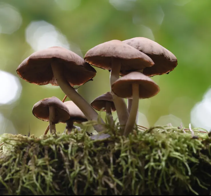 The family had eaten wild mushrooms "found in the woods". Credit: 	Albert Fertl / Getty