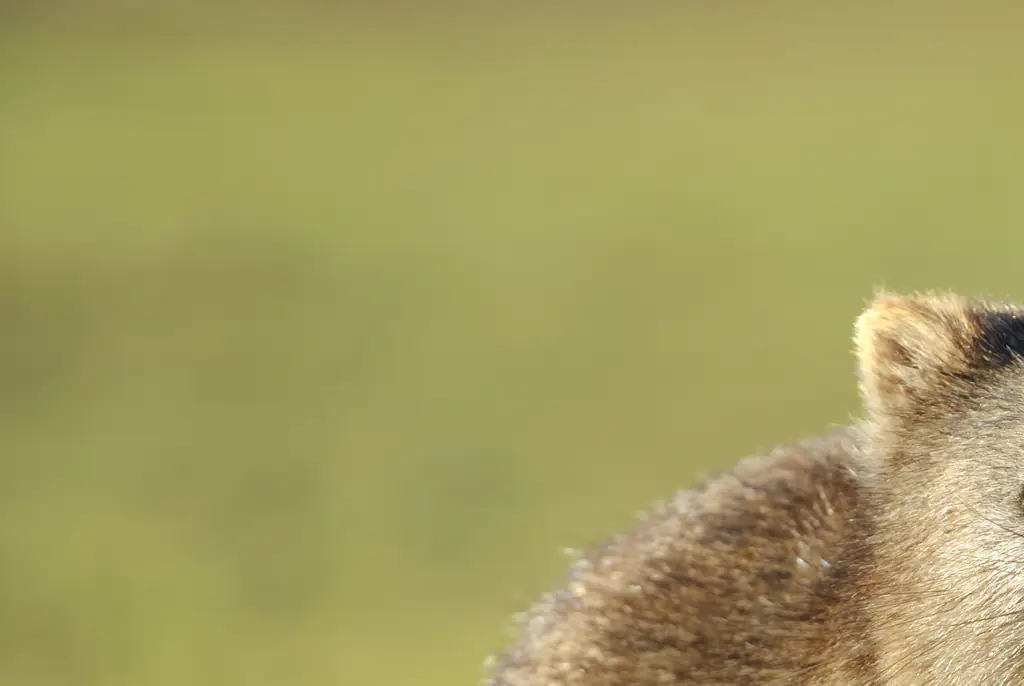 Influencer who stole baby wombat from its mother criticizes Australian Government in new statement