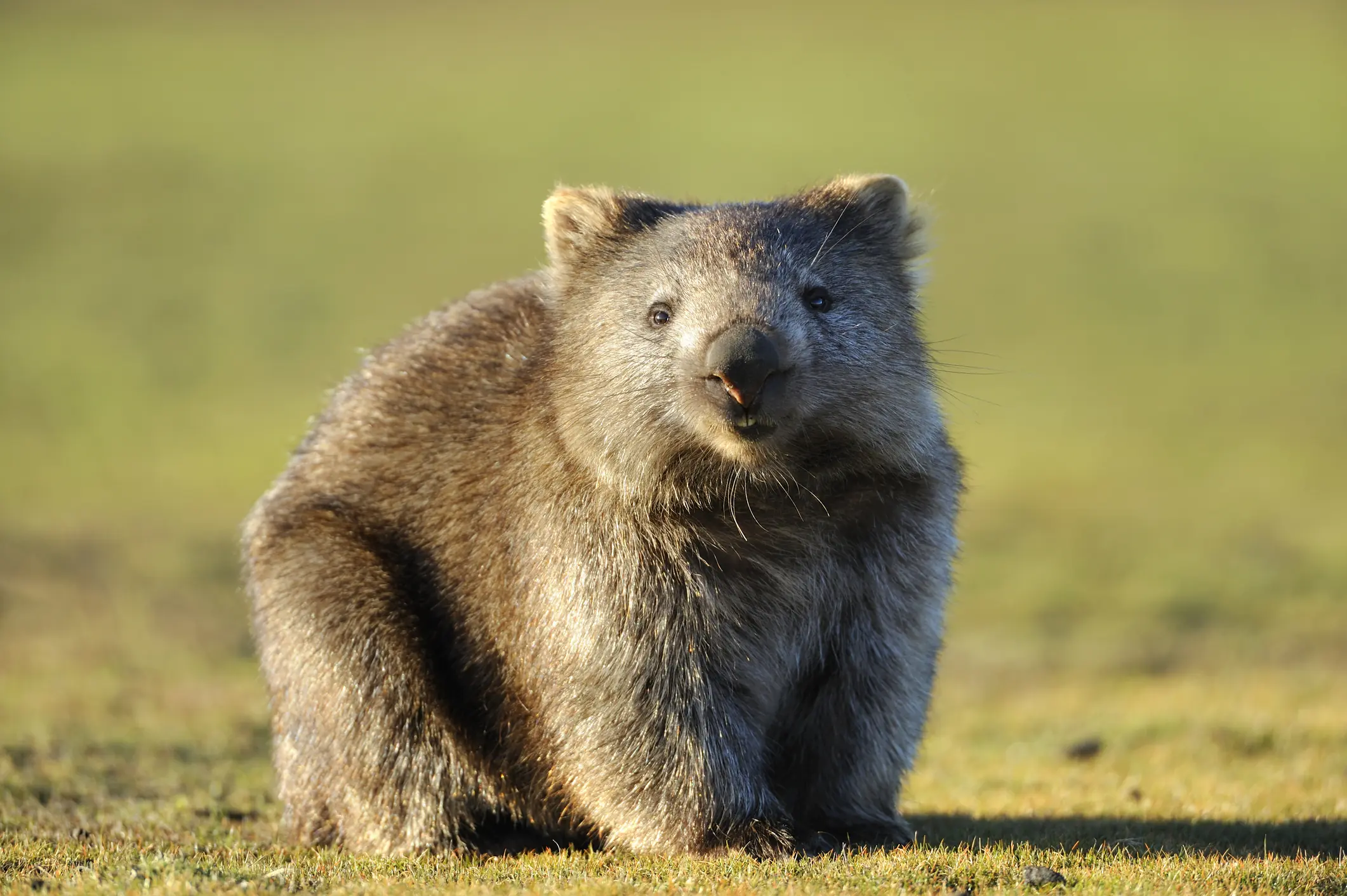 Jones picked up a baby Wombat. Credit: keiichihiki / Getty