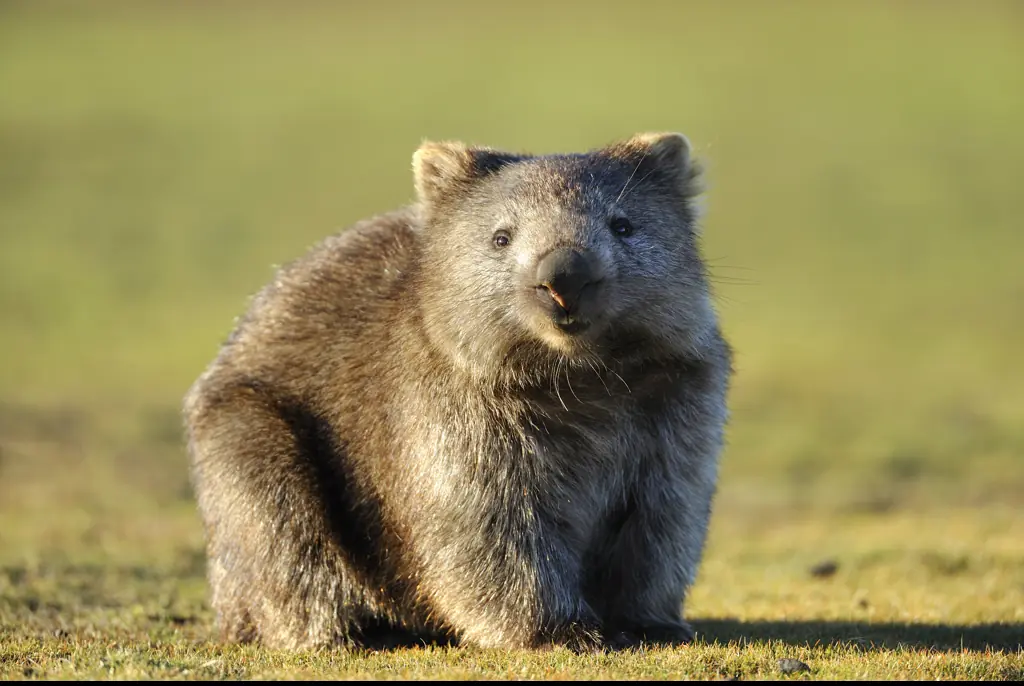 Influencer who stole baby wombat from its mother criticizes Australian Government in new statement