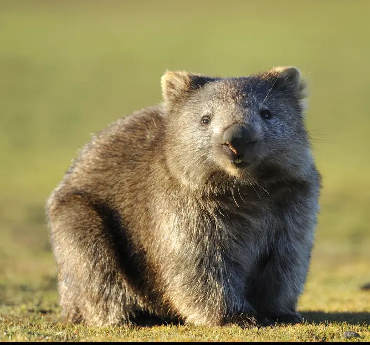 Jones picked up a baby Wombat. Credit: keiichihiki / Getty