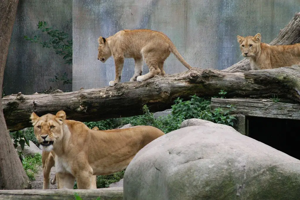 Danish zoo asks people to donate unwanted pets to be used as food for its predators