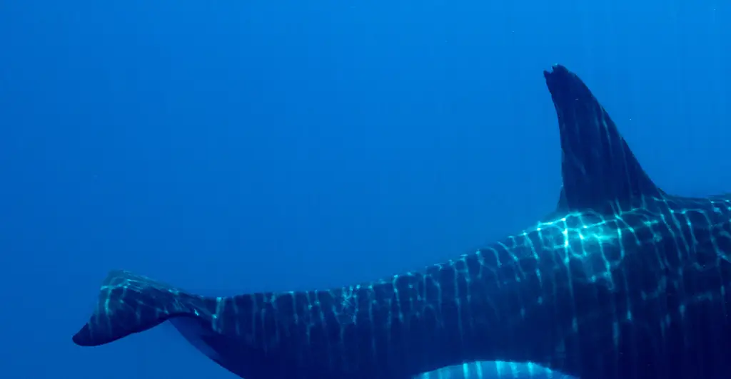 Orca who fatally attacked trainer and 'chewed concrete out of insanity' has died