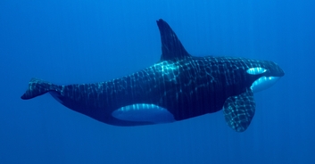 Orca who fatally attacked trainer and 'chewed concrete out of insanity' has died