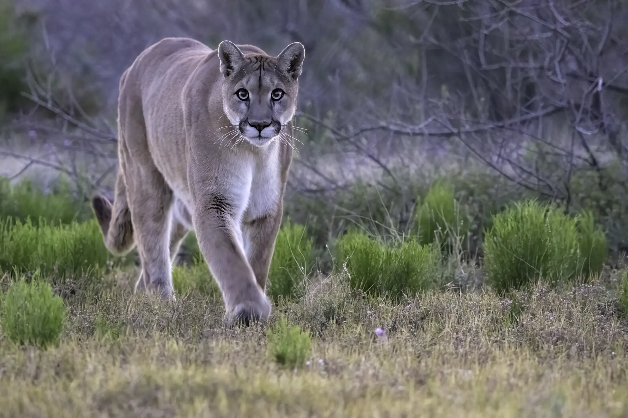 Mountain lion attacks are rare. Credit: Kathleen Reeder Wildlife Photography / Getty