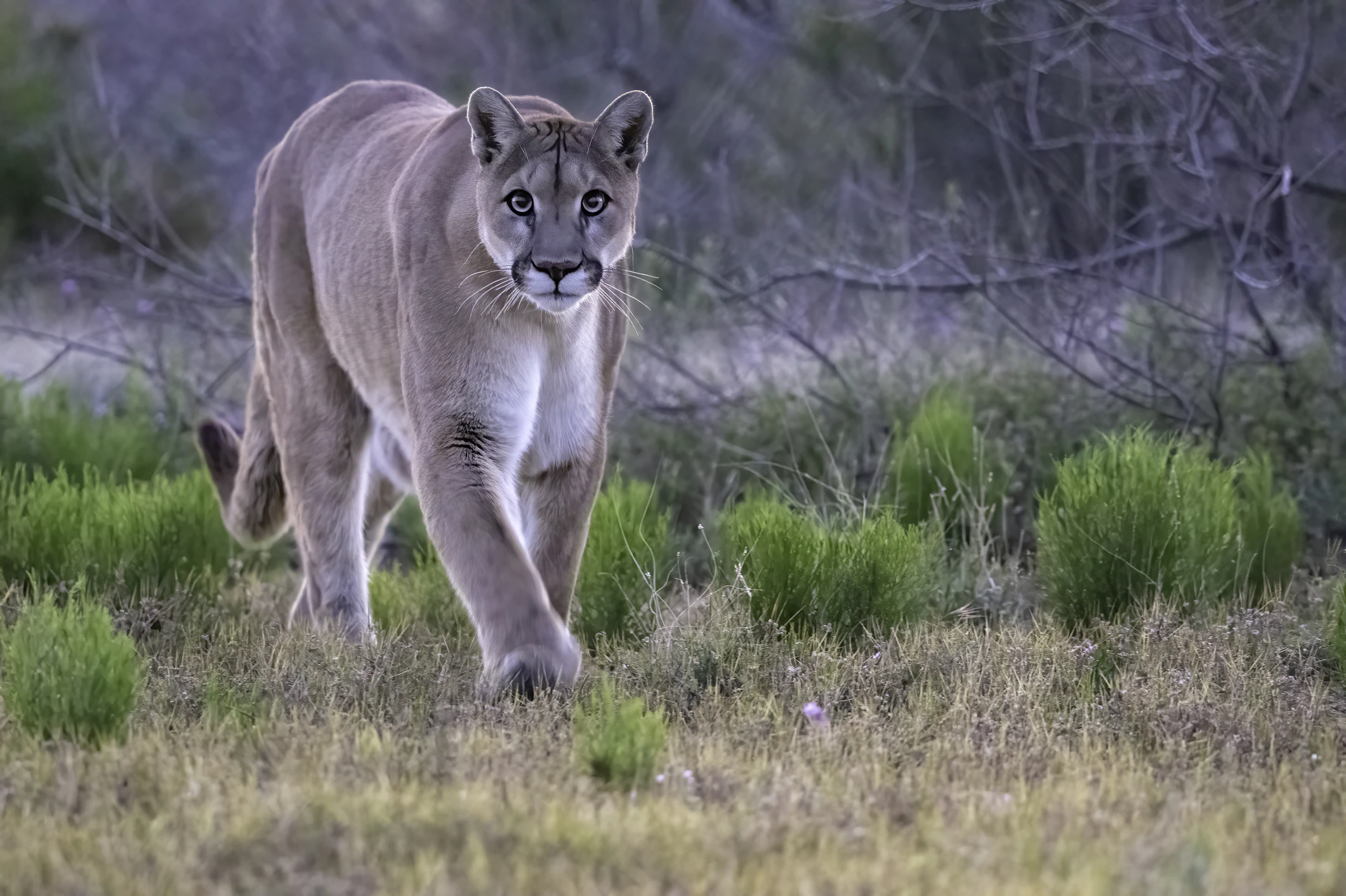 Mountain lion attacks are rare. Credit: Kathleen Reeder Wildlife Photography / Getty