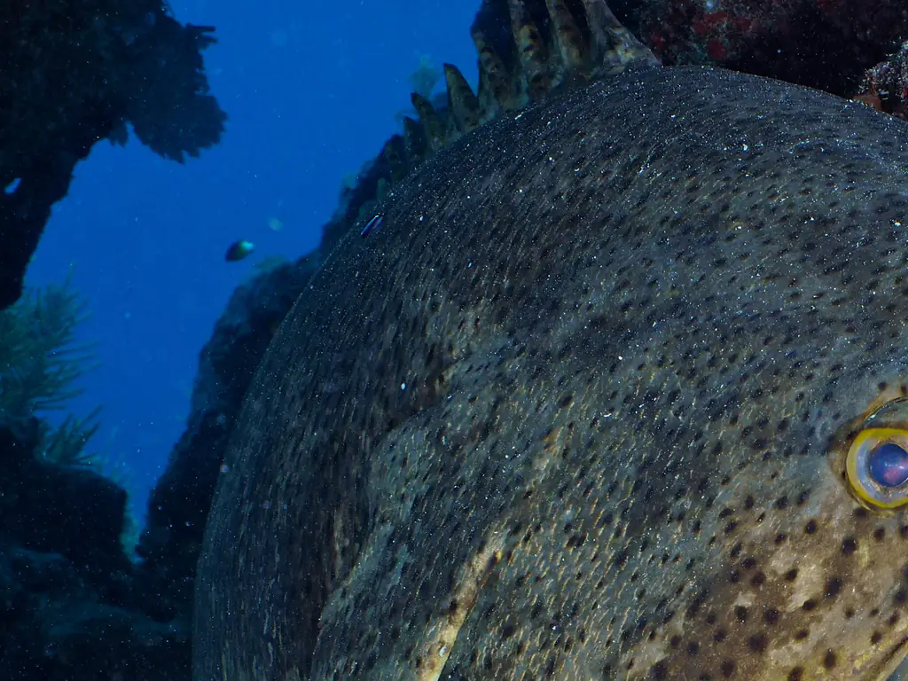 A Goliath Grouper seen off the coast of Florida. Credit: ImageBROKER/Rolf von Riedmatten/Getty