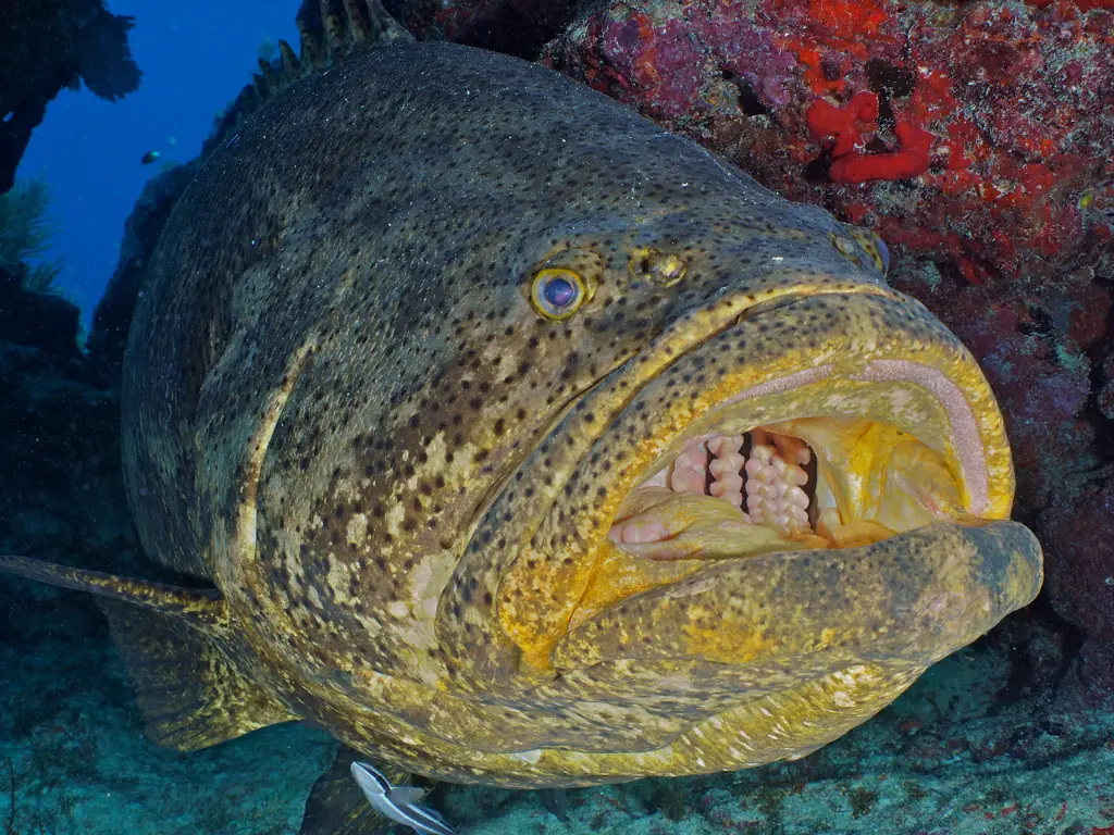 A Goliath Grouper seen off the coast of Florida. Credit: ImageBROKER/Rolf von Riedmatten