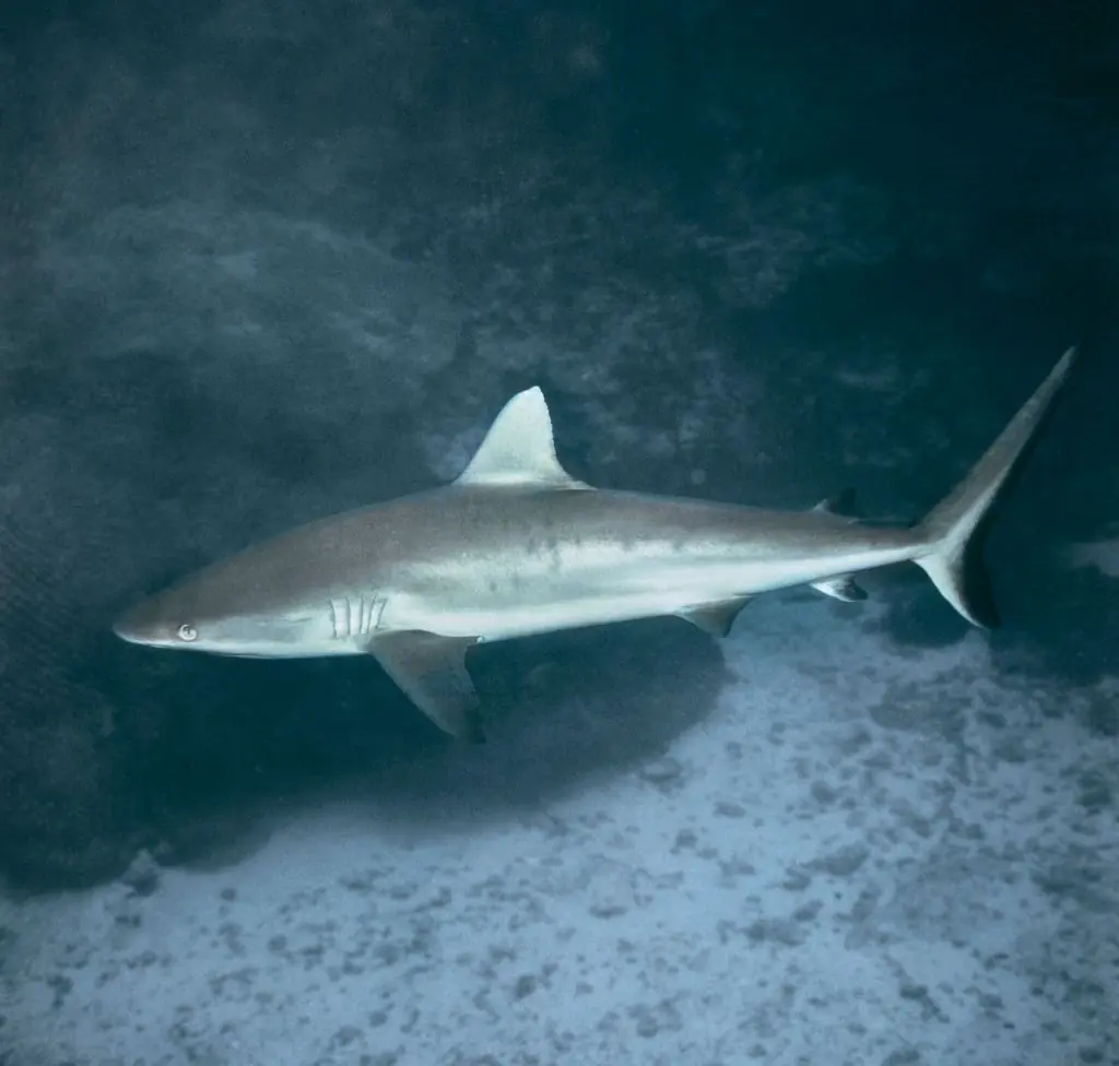 Shark attacks are extemely rare in Israel. Credit:  DeAgostini/Getty Images