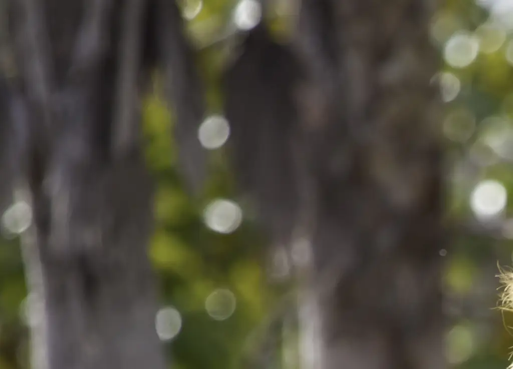 Woman is airlifted to hospital after 'losing arm' in lion attack at zoo