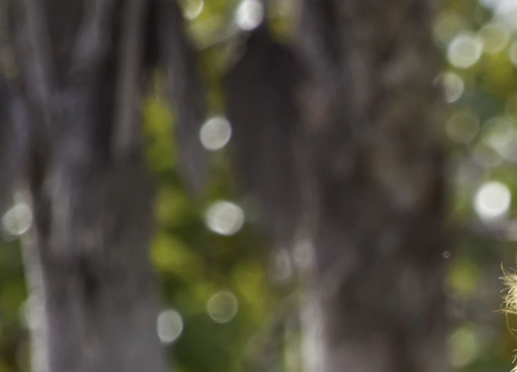 Woman is airlifted to hospital after 'losing arm' in lion attack at zoo