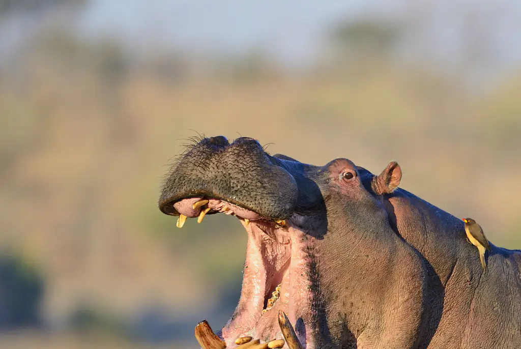 Husband speaks out after witnessing wife being killed by hippo