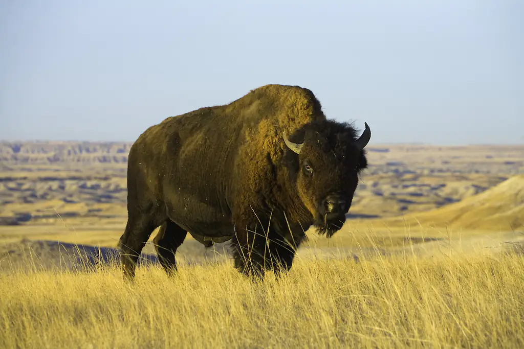 The bison attacked the grandfather at Yellowstone National Park. Credit: Eastcott Momatiuk / Getty