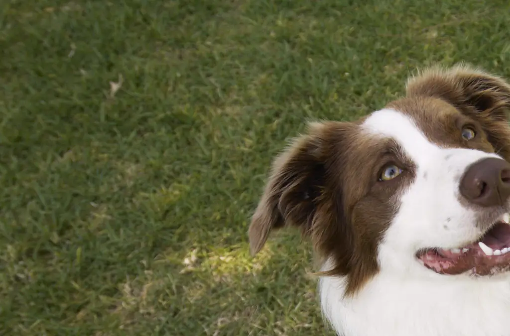 Toco's costume is based on a collie breed dog. Credit: Kane Skennar/Getty Images