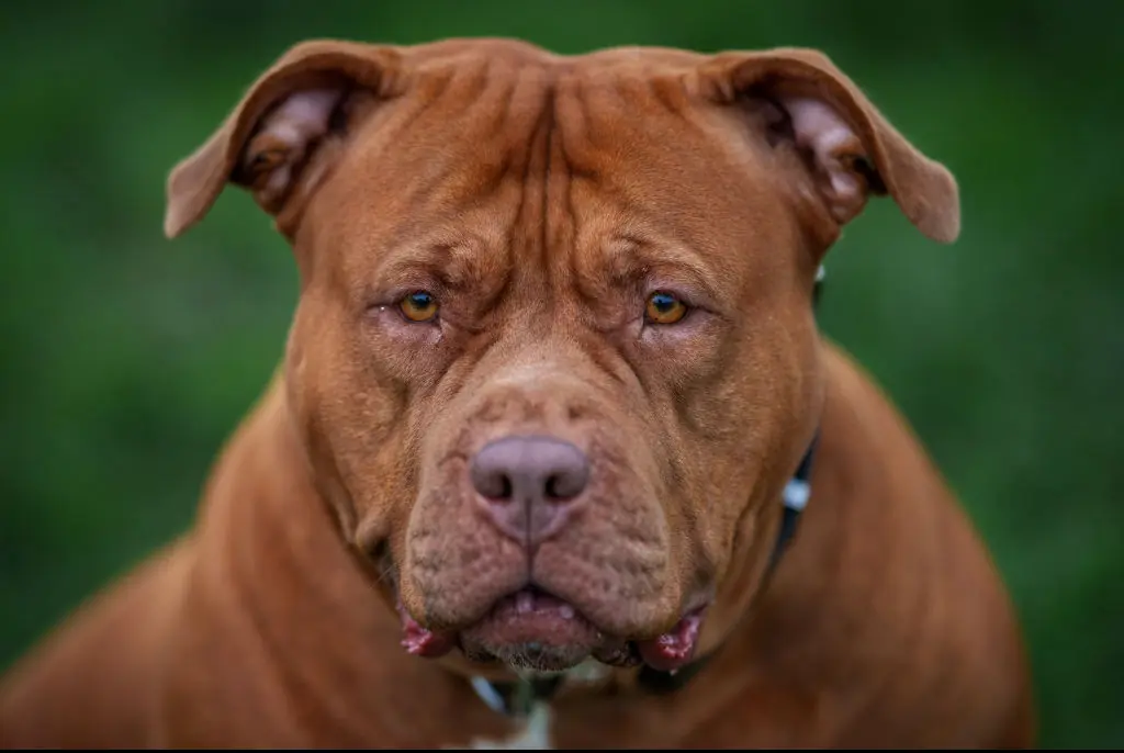 Pet owners of XL Bully dogs faced new government rulings earlier this year. Credit: Christopher Furlong / Getty