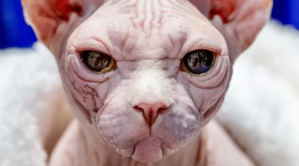 Animal experts issue warnings over rise of 'XL Bullycat' trend