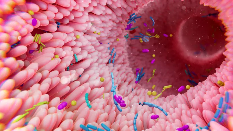 Illustration of gut microbiota. Credit: THOM LEACH / SCIENCE PHOTO LIBRARY