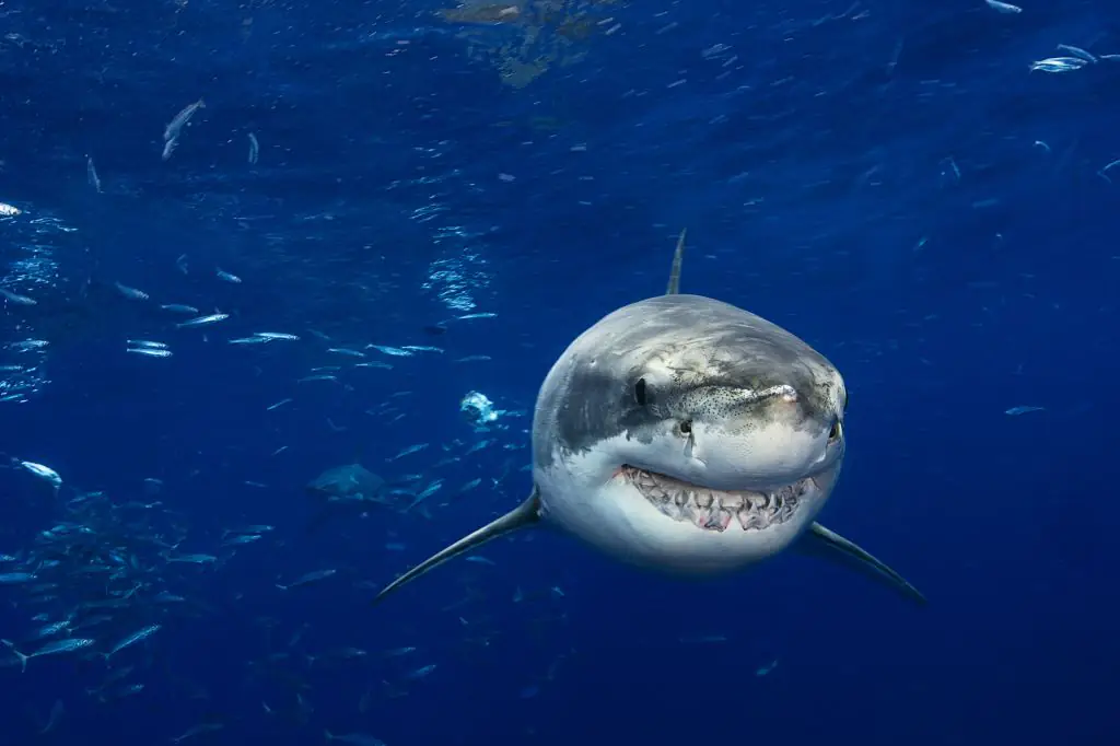 Warning issued as biggest great white shark ever recorded is on move to popular US vacation location