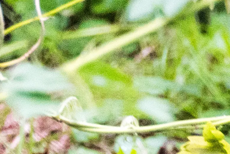 South Carolina couple arrested after their 6-month-old babies were 'eaten' by 'large rats'