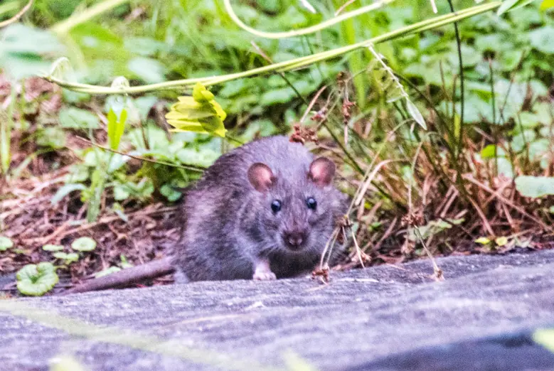 South Carolina couple arrested after their 6-month-old babies were 'eaten' by 'large rats'