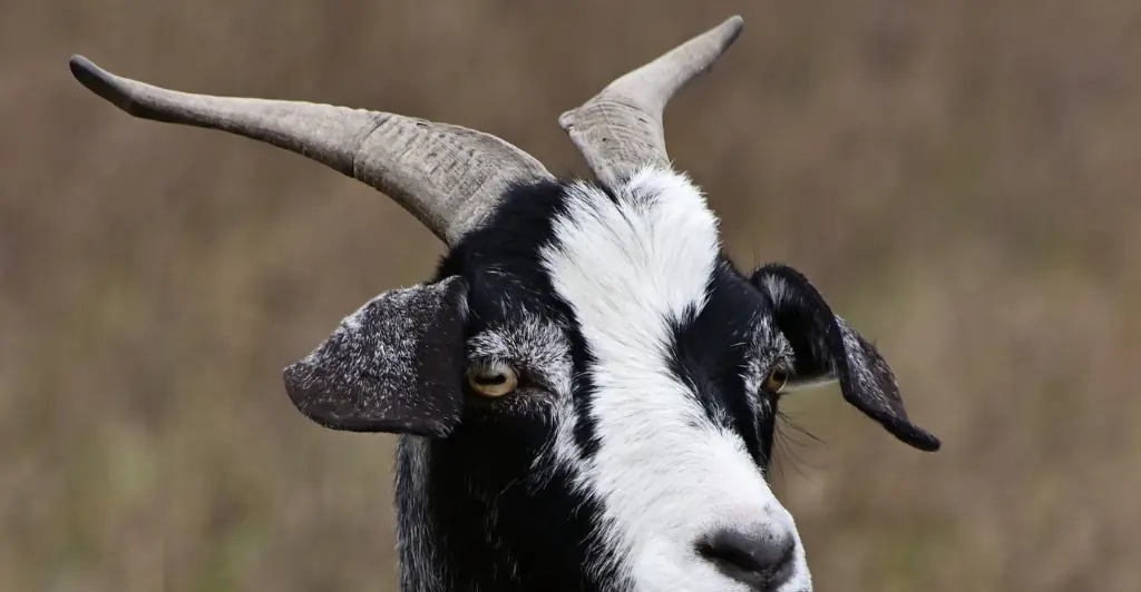 One of the worst historical torture methods in History involves being ‘licked to death’ by a goat