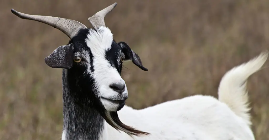 One of the worst historical torture methods in History involves being ‘licked to death’ by a goat