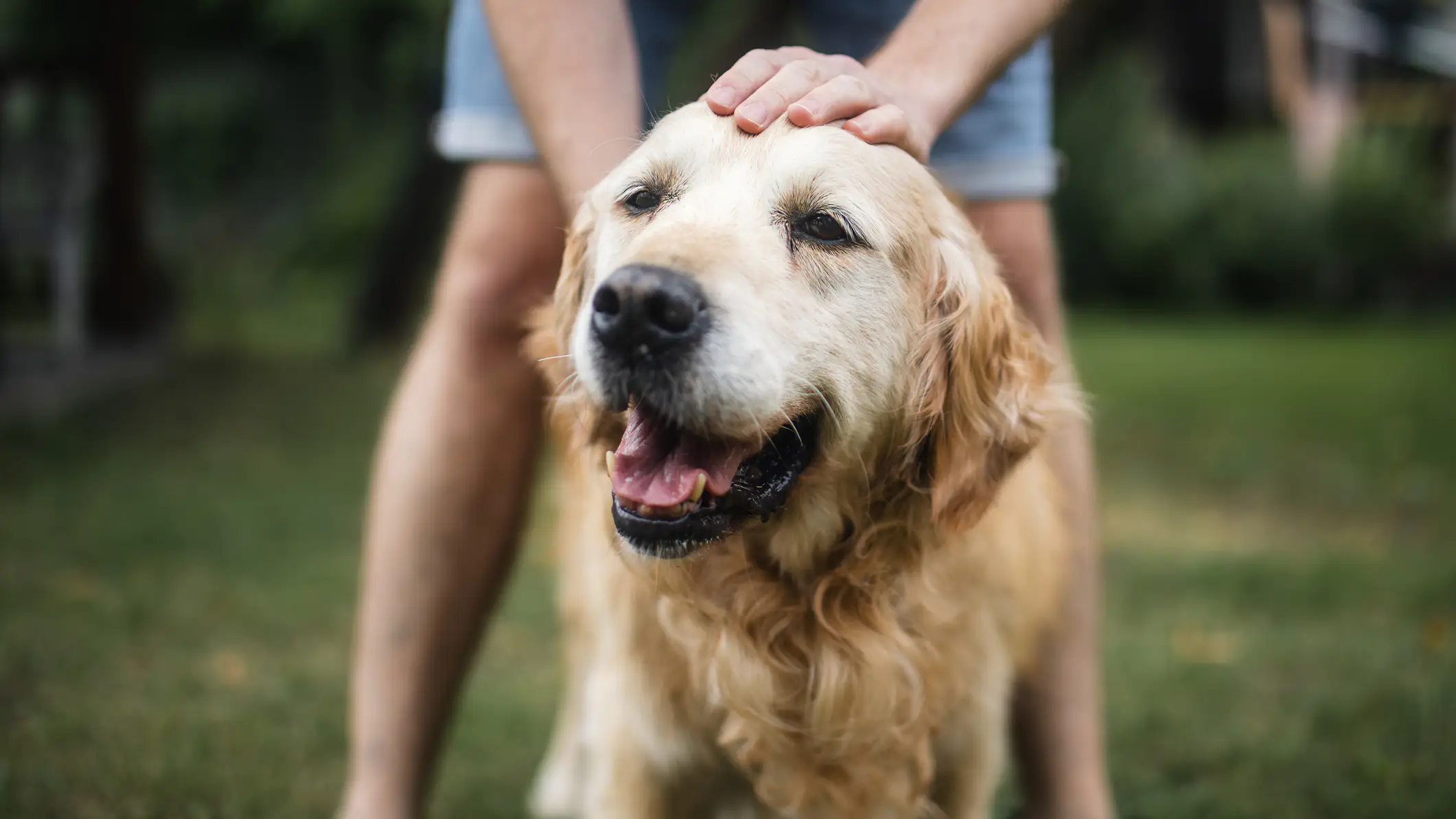 A dog was said to have shot a woman with a shotgun by accident. Credit: Jaromir / Getty