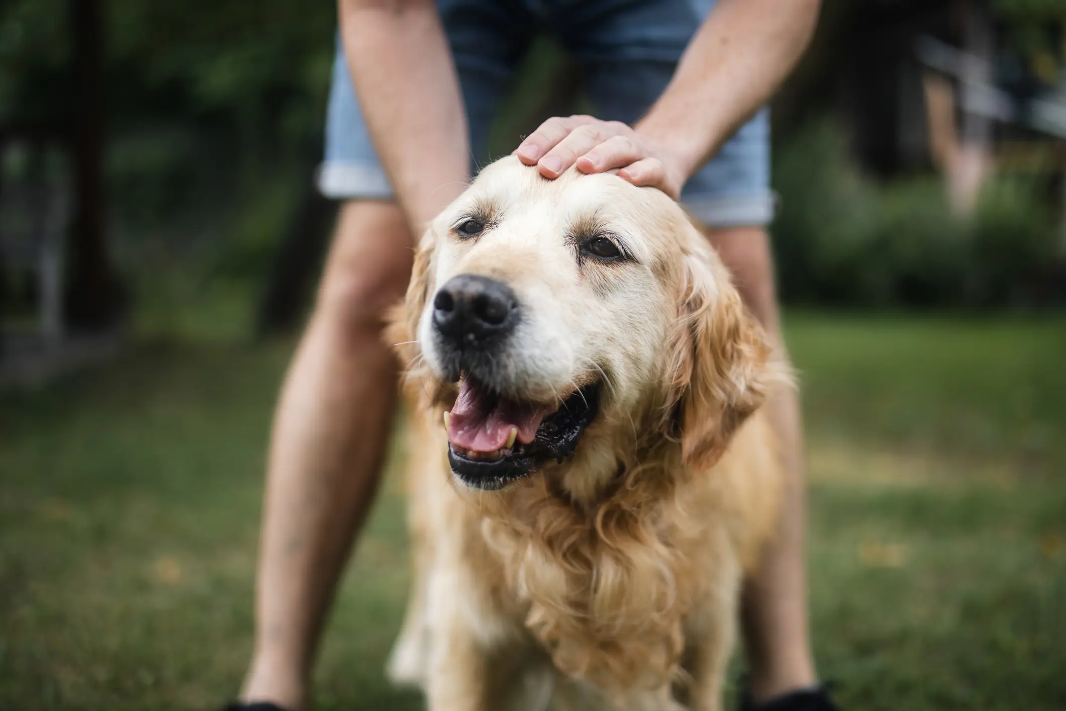 LOY-002, a prescription daily pill, aims to extend the healthy lifespan of senior dogs and maintain their quality of life. Credit:	Jaromir / Getty