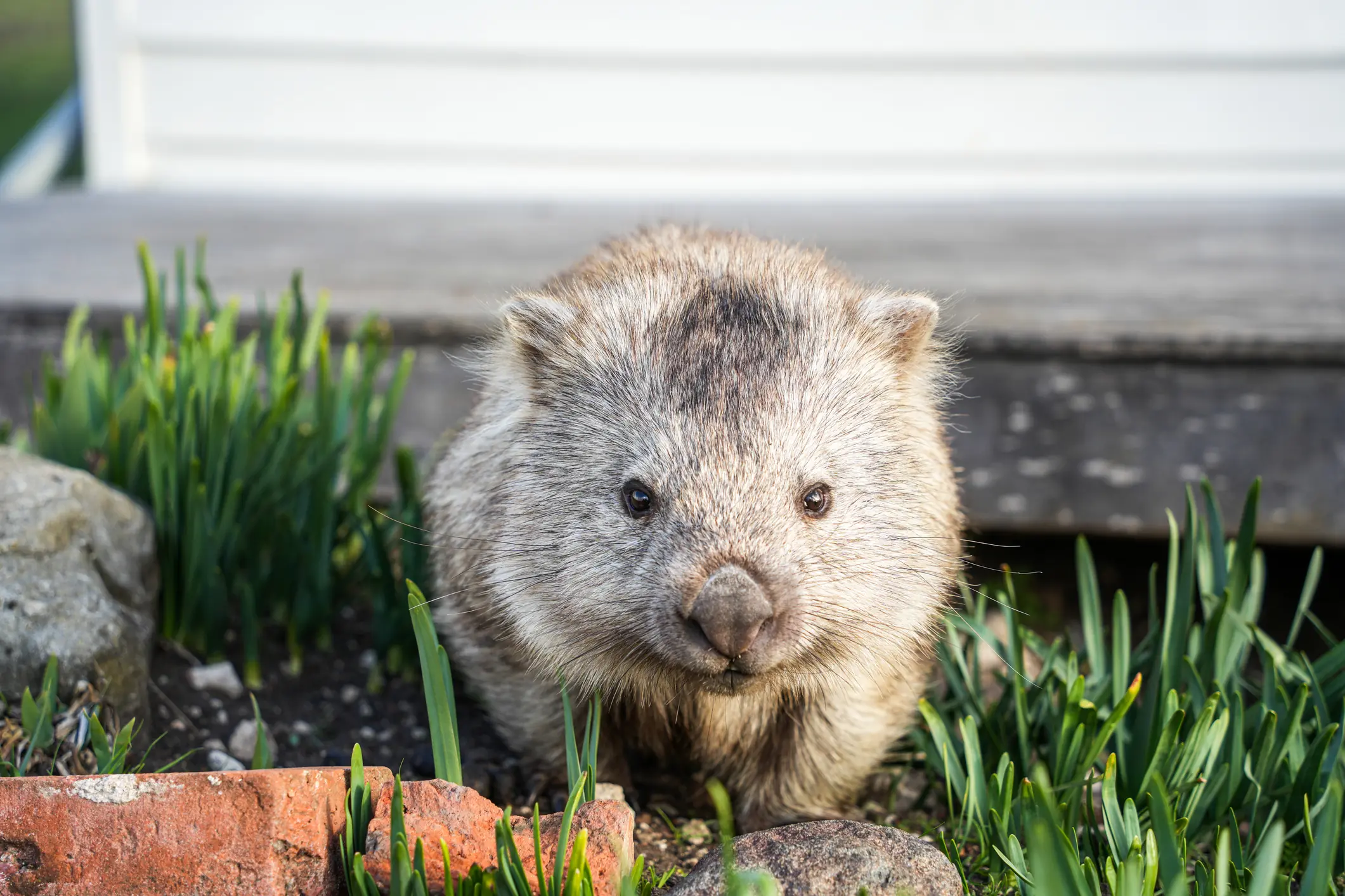 Credit: Tommy Chan / 500px