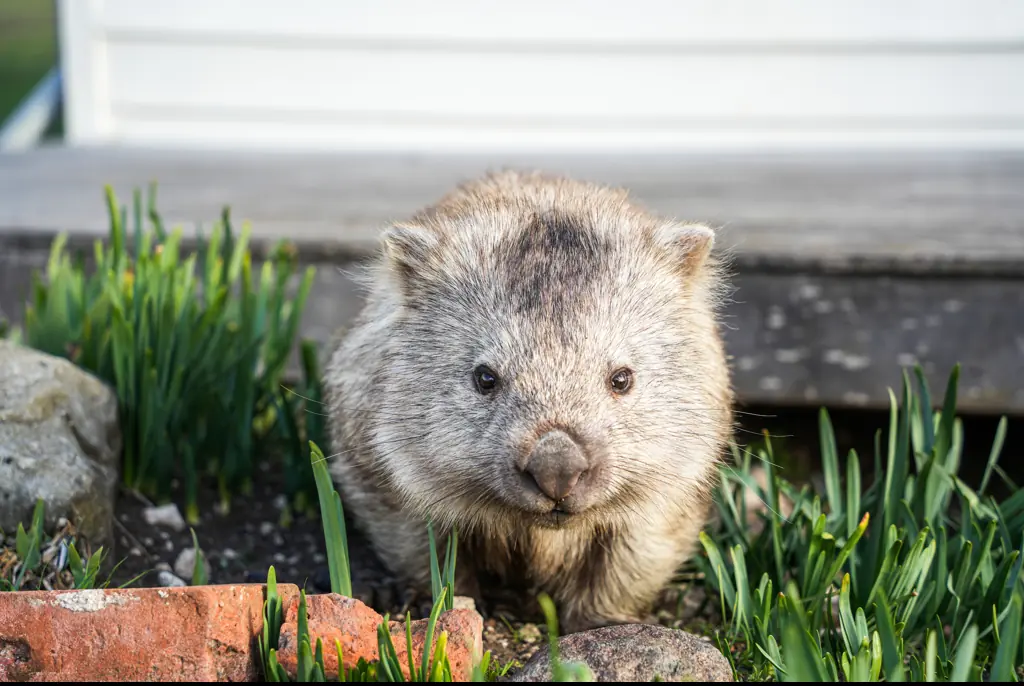 Influencer forced to flee Australia after angering locals with video of her taking baby wombat from its mother